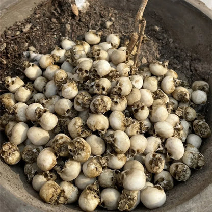 Miniature Skull Decor for Dollhouse & Halloween Scenes