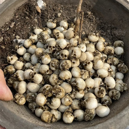 Miniature Skull Decor for Dollhouse & Halloween Scenes