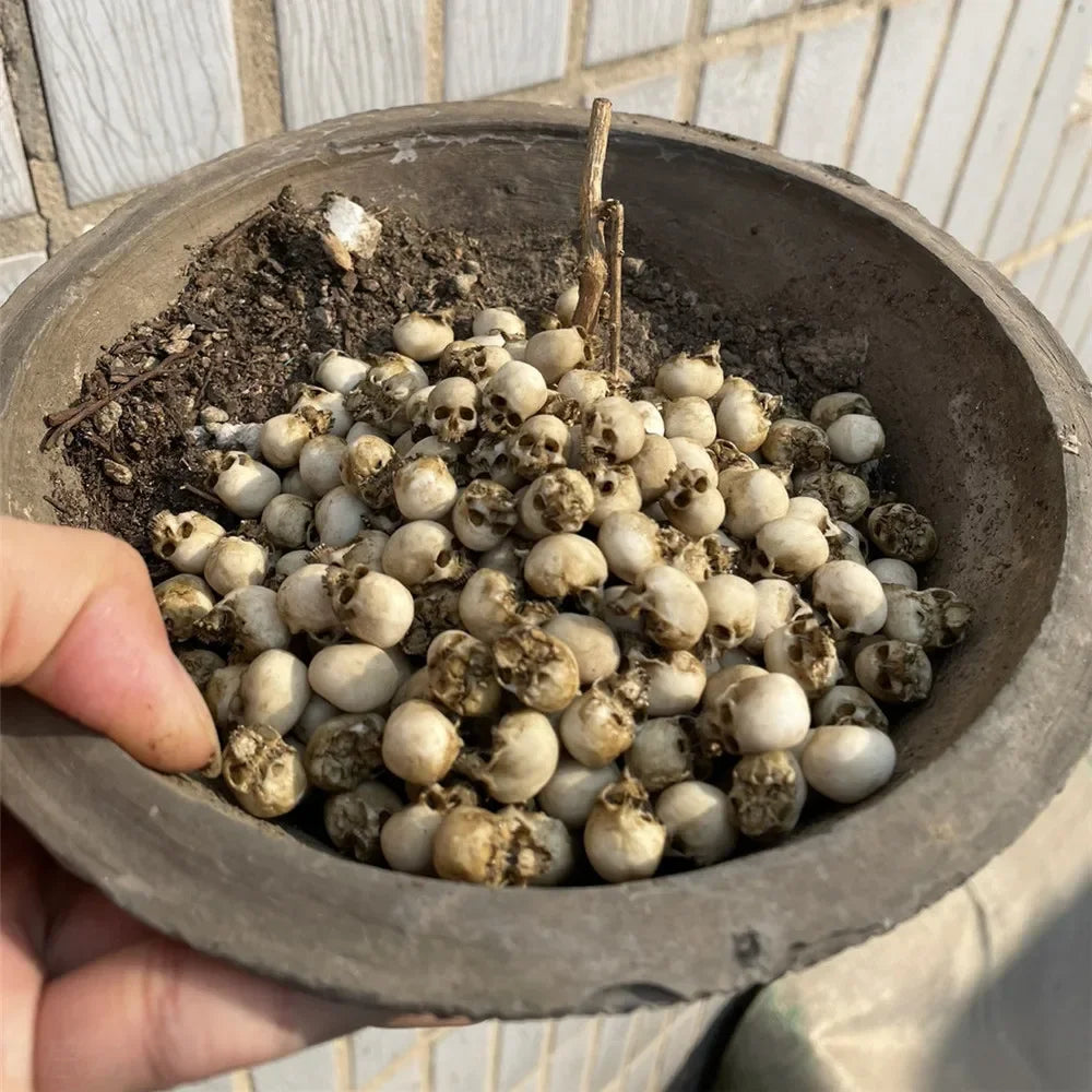 Miniature Skull Decor for Dollhouse & Halloween Scenes