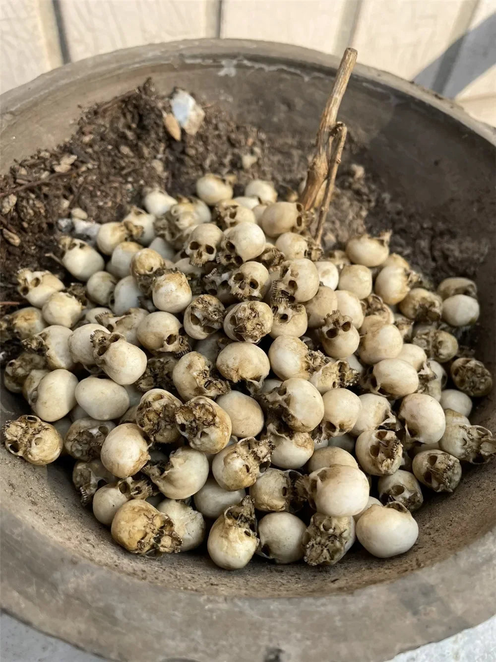 Miniature Skull Decor for Dollhouse & Halloween Scenes