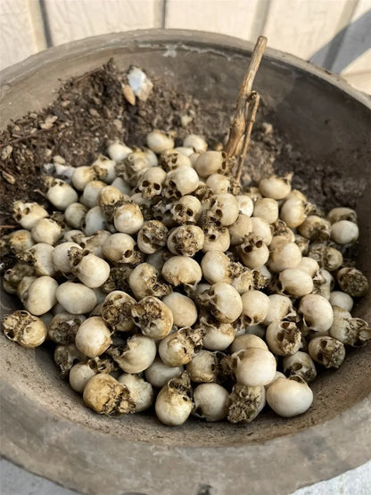 Miniature Skull Decor for Dollhouse & Halloween Scenes