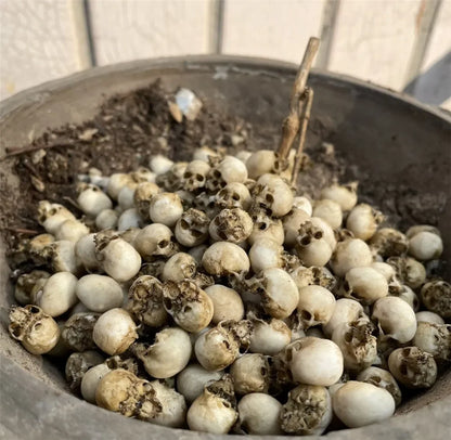 Miniature Skull Decor for Dollhouse & Halloween Scenes