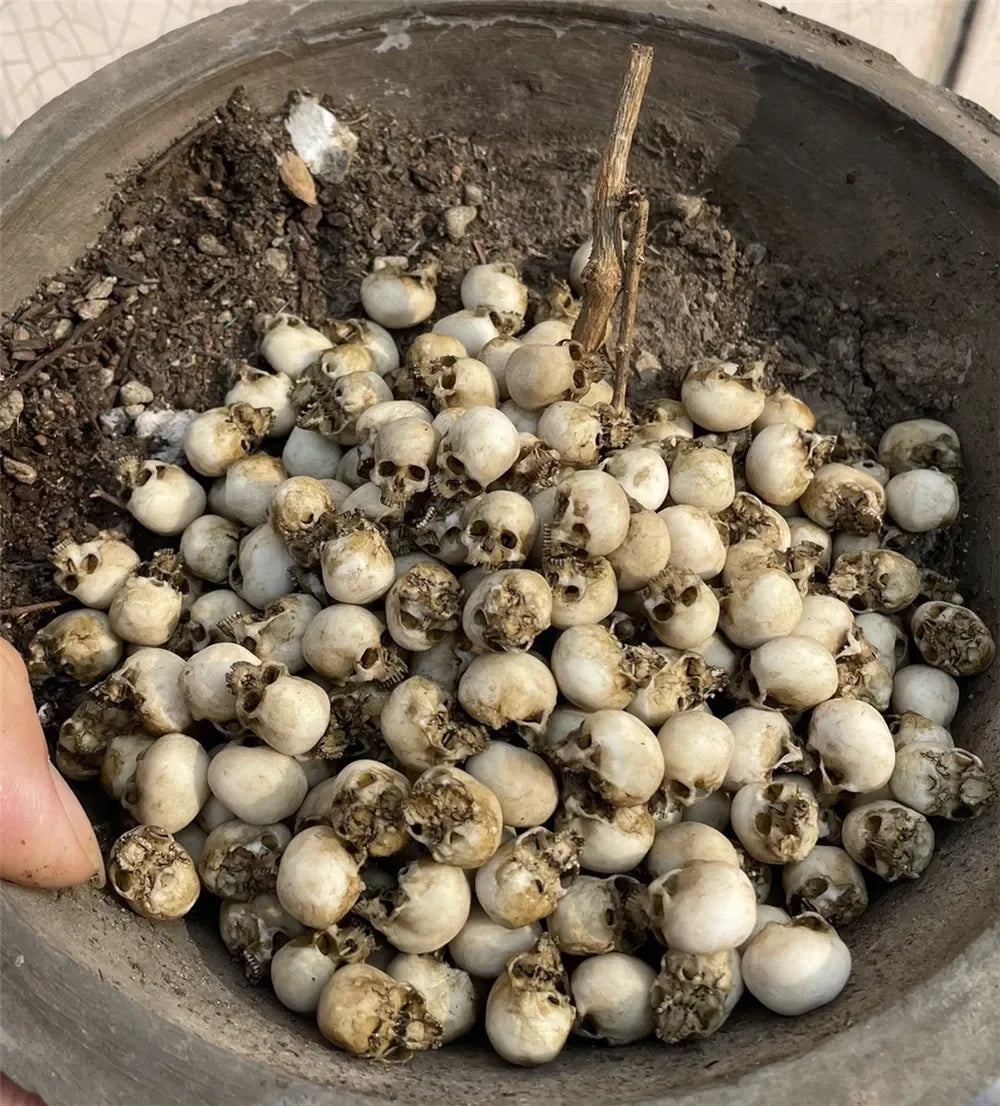 Miniature Skull Decor for Dollhouse & Halloween Scenes