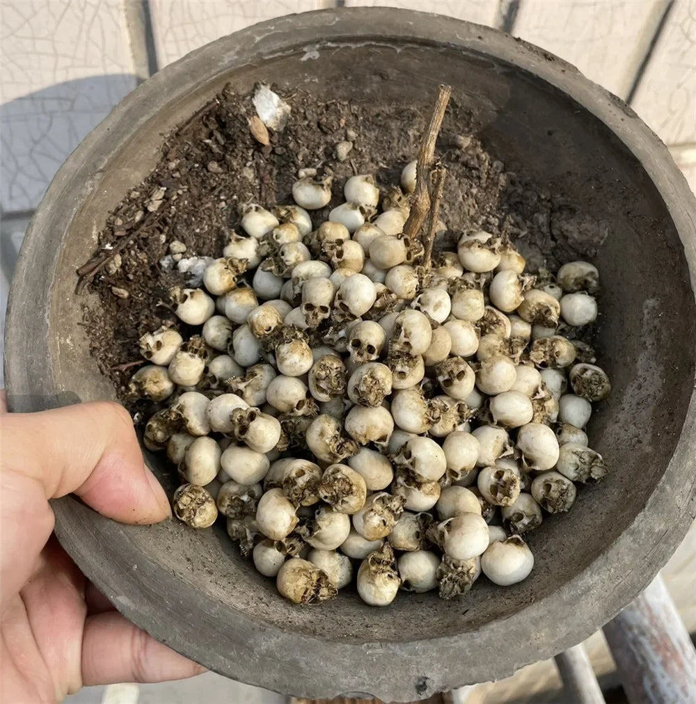 Miniature Skull Decor for Dollhouse & Halloween Scenes